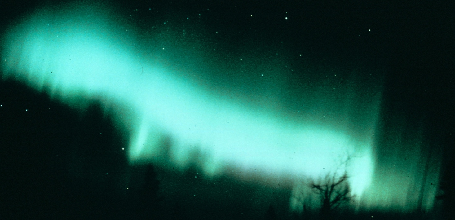 Grönt norrsken mot svart himmel och konturerna av ett träd.