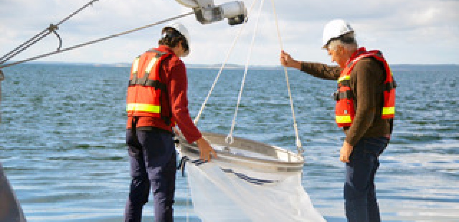 Fish larvae sampling with the CalCofi net_Sara Söderström