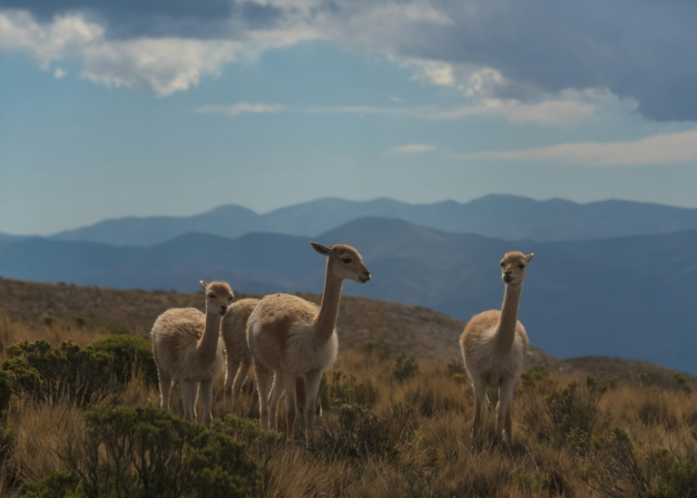 Humahuaca, Argentina. Foto: Transly Translation Agency (Unsplash.com)