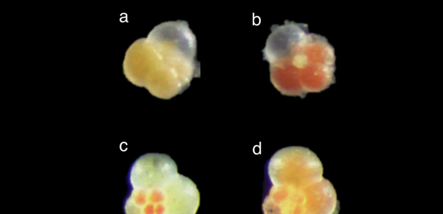 planktonic foraminifera 