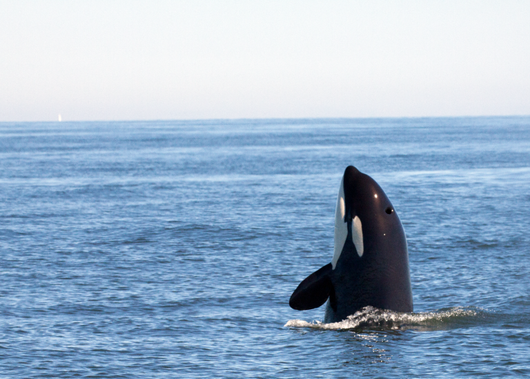 The findings suggest that the PFAS body burden in marine mammals, as killer whales