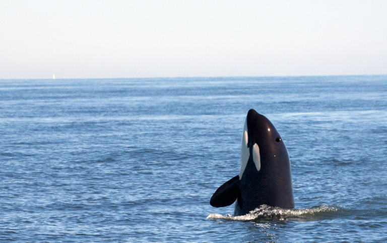 The findings suggest that the PFAS body burden in marine mammals, as killer whales