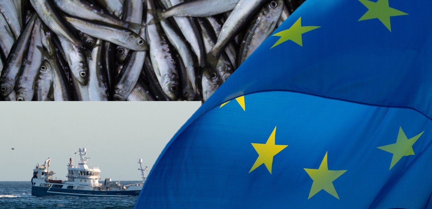 Fiskekvoter 