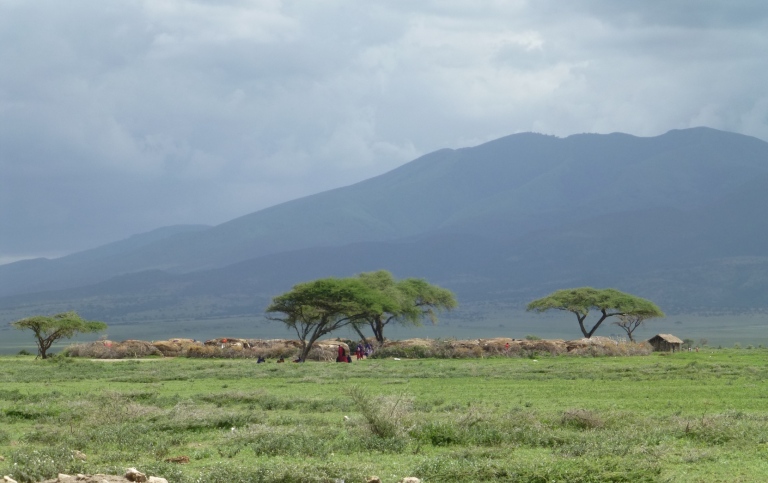 Maasai boma / livestock holding area in northern Tanzania