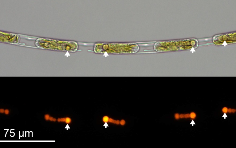Symbios