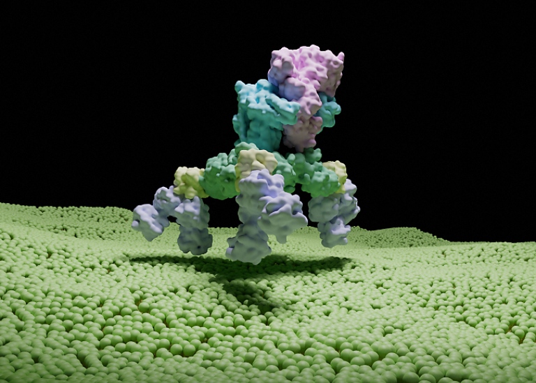 Toxinkomplexet