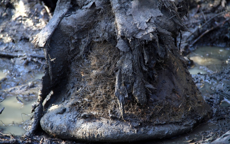 Picture of a mammoth foot