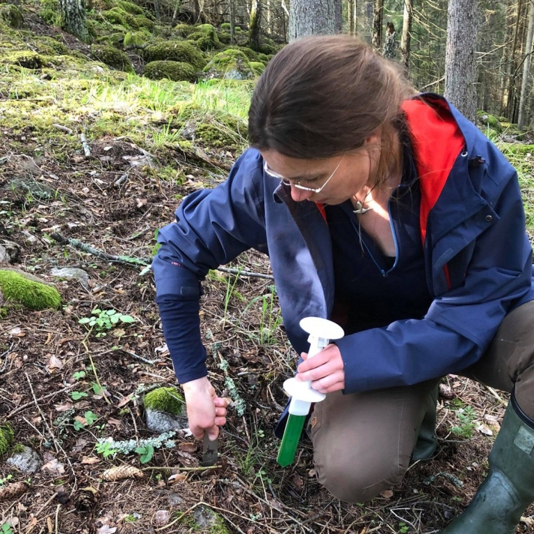Caroline Greiser installerar en sensor i ett skogsbestånd angripet av granbarkborrar. Foto: Mark Ghaly Caroline Greiser