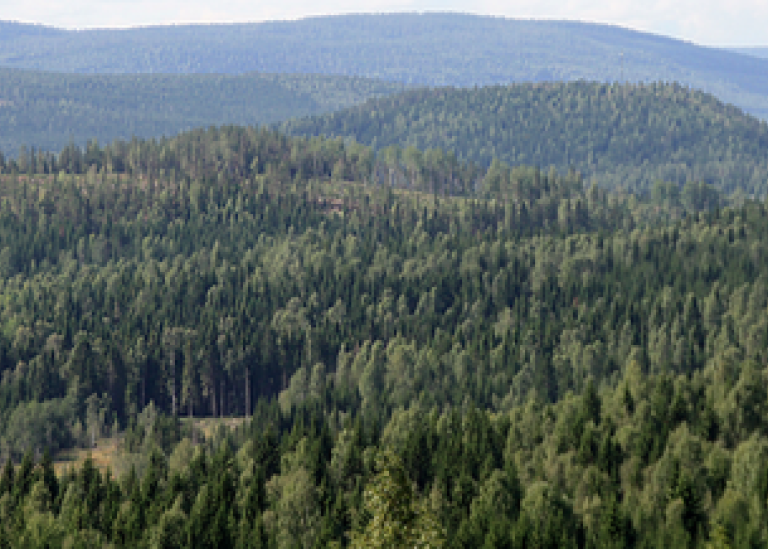 Vy över en tät skog. Foto: Ylva Nordin.