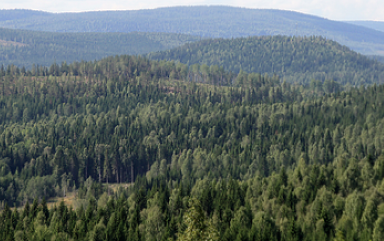 Vy över en tät skog. Foto: Ylva Nordin.