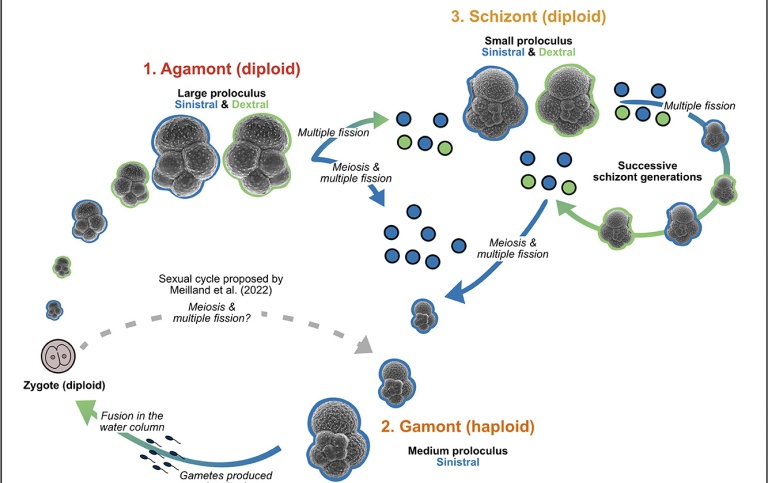 Tirza M. Weitkamp article Marine Micropaleontology