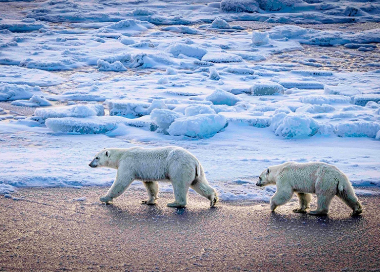 Polar bear mother and a 2nd year cub walking, surrounded by ice and snow.