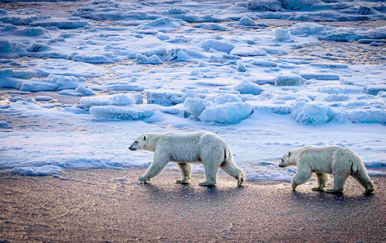 Polar bear mother and a 2nd year cub walking, surrounded by ice and snow.