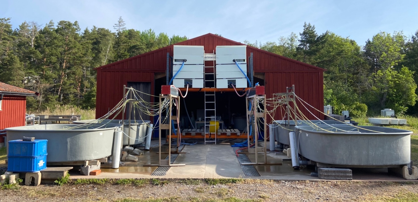 Meskokosmer Askö uppställning