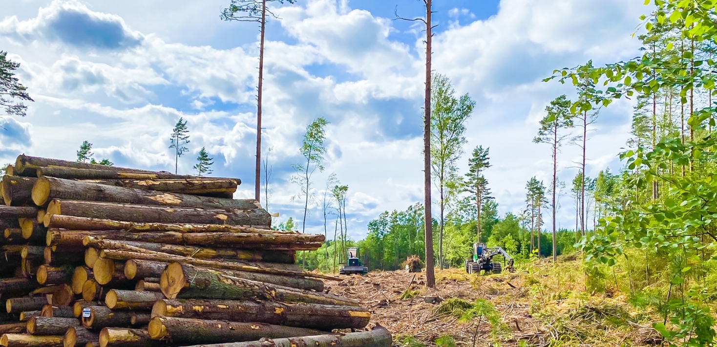 Skog