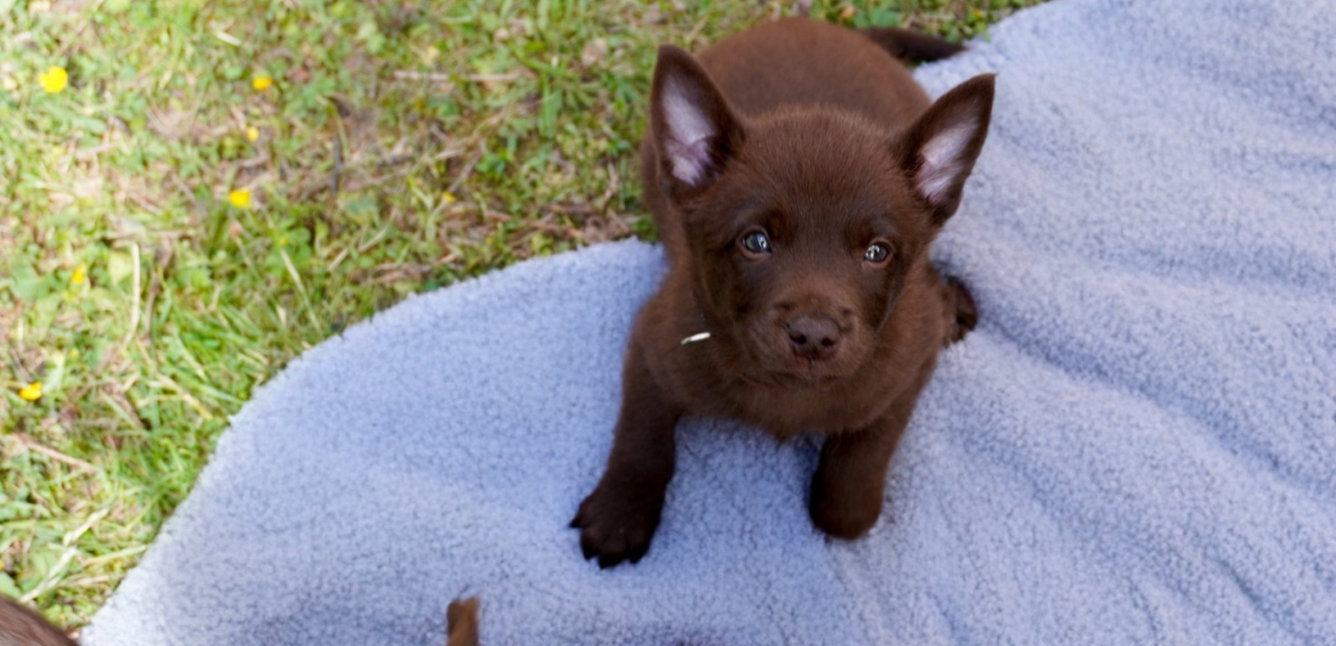 Australian Kelpie puppy