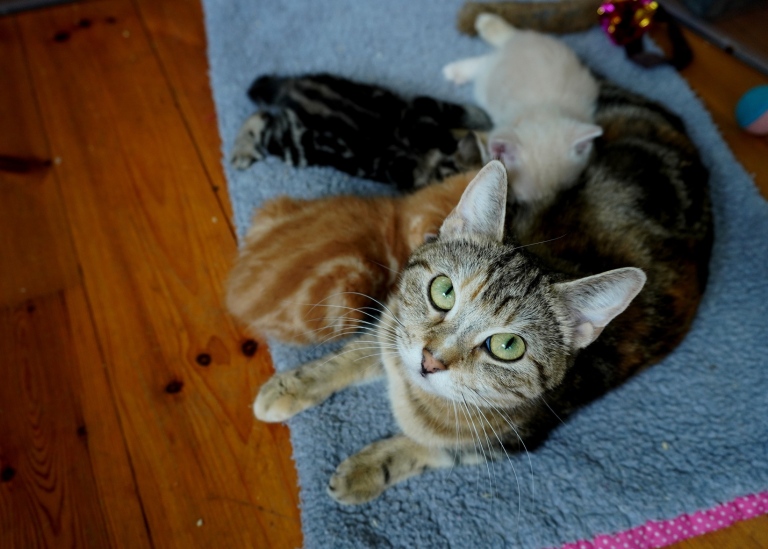 European Shorthair cat with her kittens