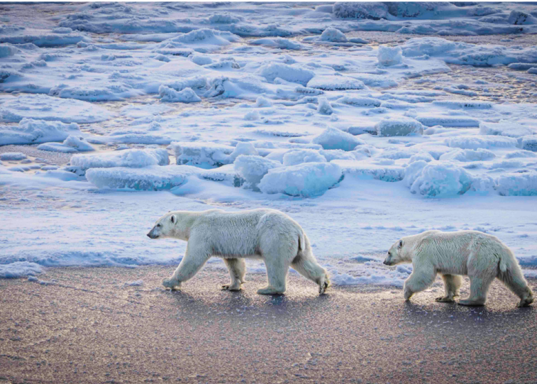 Two polar bears. Photo Michael Tjernström
