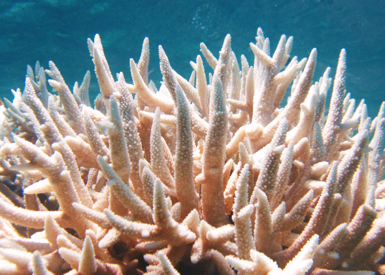 Coral reef