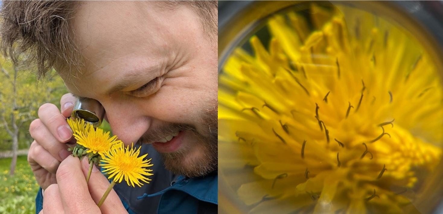 Male sterile dandelions in the field