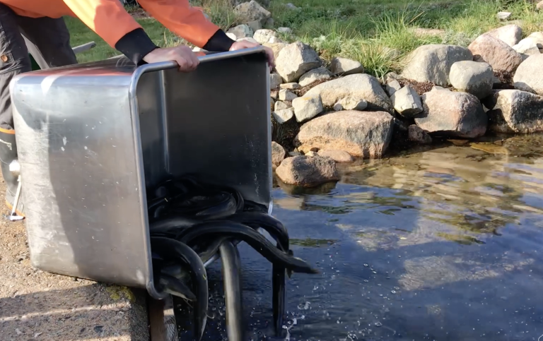 Ålmärkning tillbakasläpp