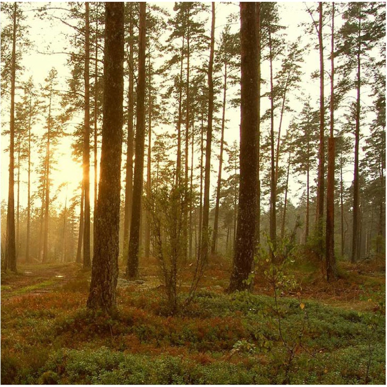 Photo: Jonathan Petersson @pexel.com