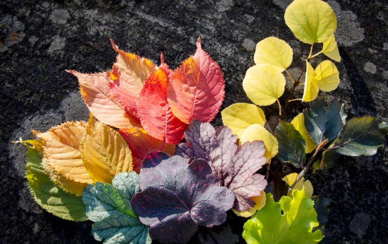 Fall leaves, Photo: Ingmarie Andersson