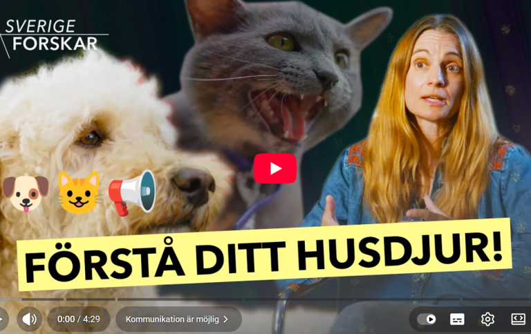 Hund, katt, Jenny Nilsson. Emojisar hund katt megafon. Text Sverige forskar, Förstå ditt husdjur.