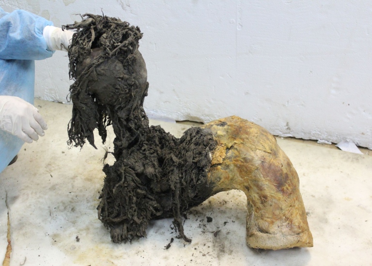 mammutben delvis täckt med lerig päls