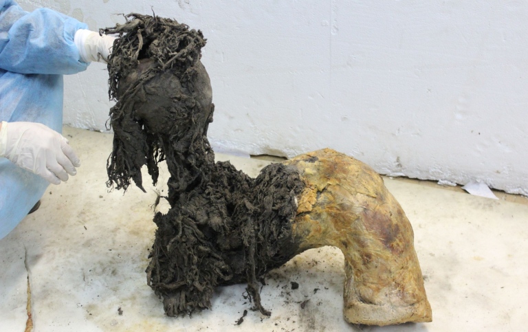 Leg of a mammoth partly covered in skin