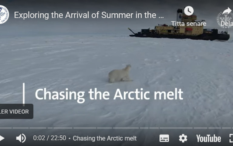 Isbjörn framför isbrytaren Oden