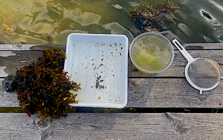 Algforskarsommar provtagning